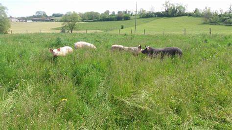 Champs avec des cochons